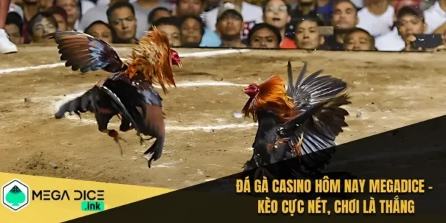 Đá Gà Casino Hôm Nay