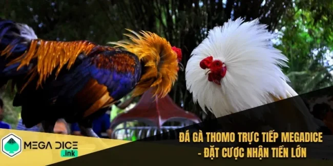 đá gà thomo trực tiếp