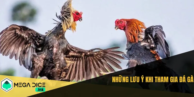 Những lưu ý khi tham gia đá gà