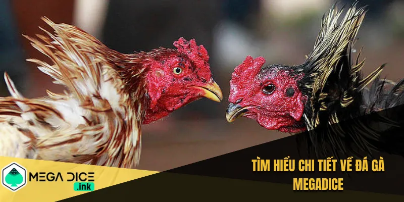 Tìm hiểu chi tiết về đá gà MEGADICE